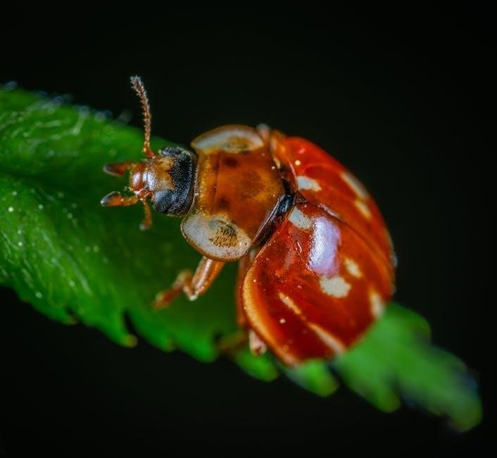 what the ladybird heard pdf